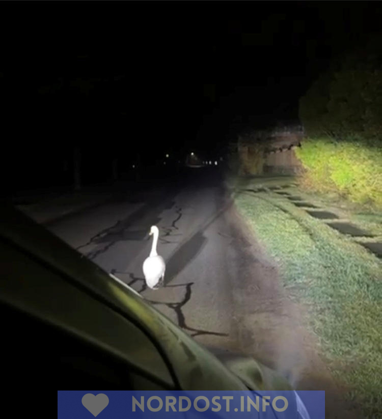 Ein Schwan wird in Flotow von der Polizei "abgeführt"