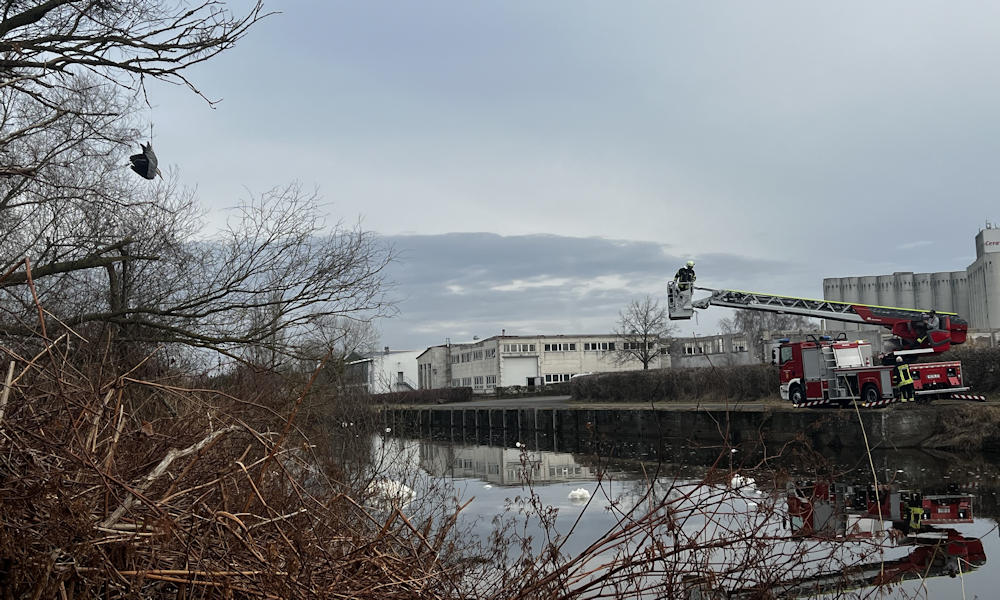 Fischreiher in Malchin durch Feuerwehr befreit